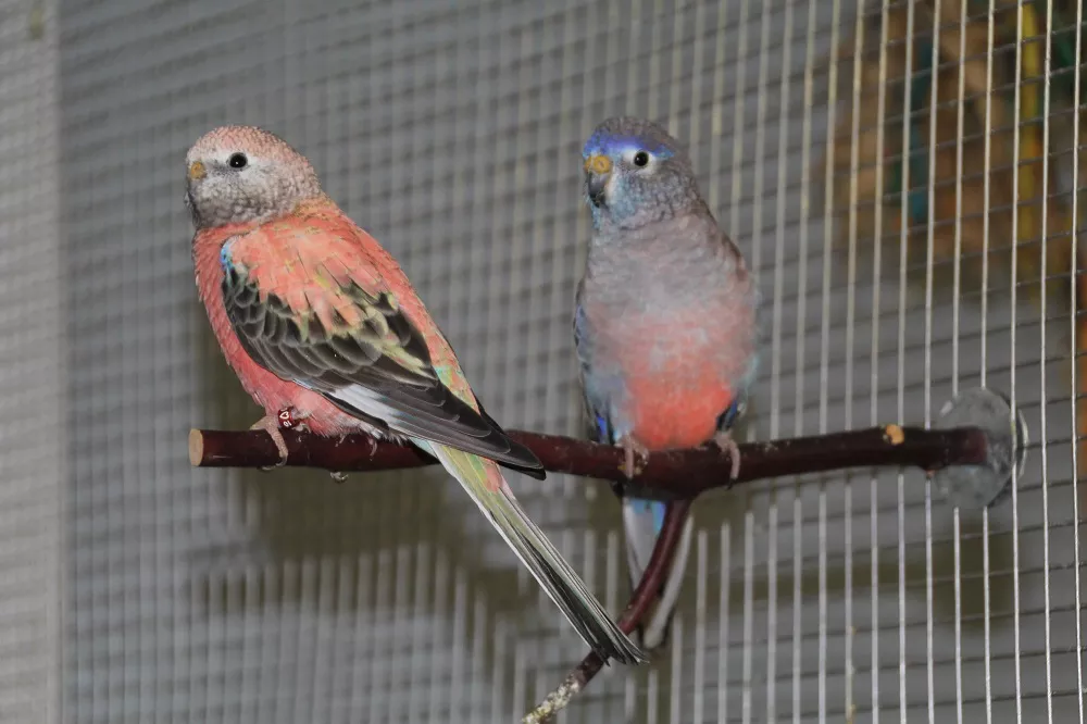 A Pair of Bourke Parakeets