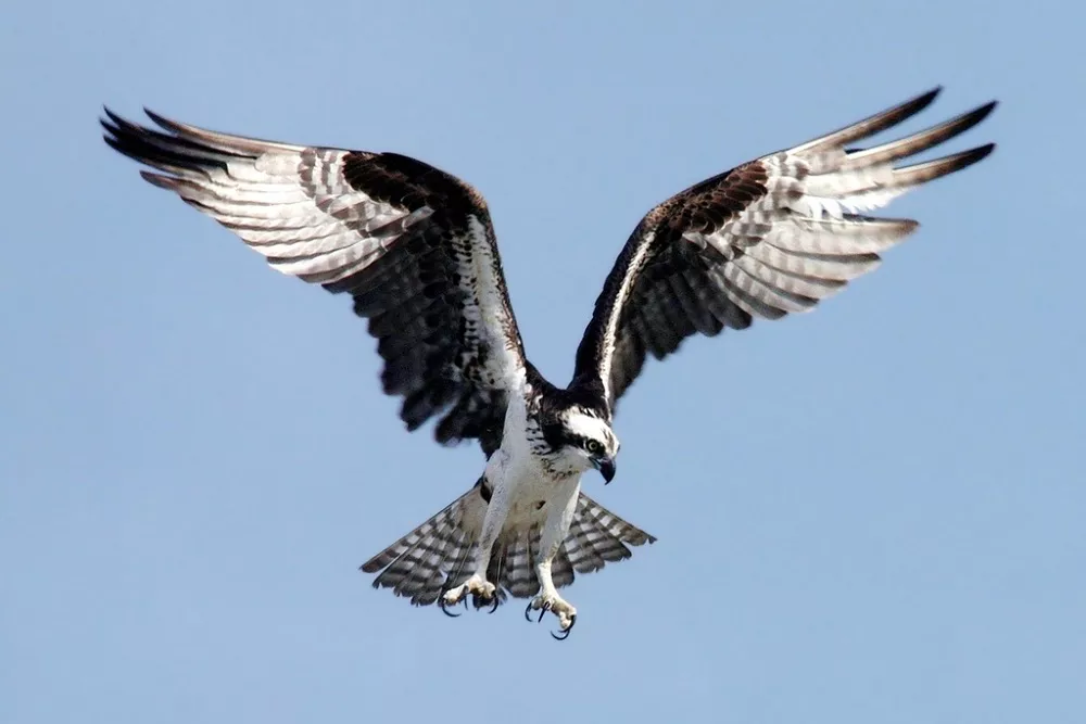 Can you have a falcon as a pet