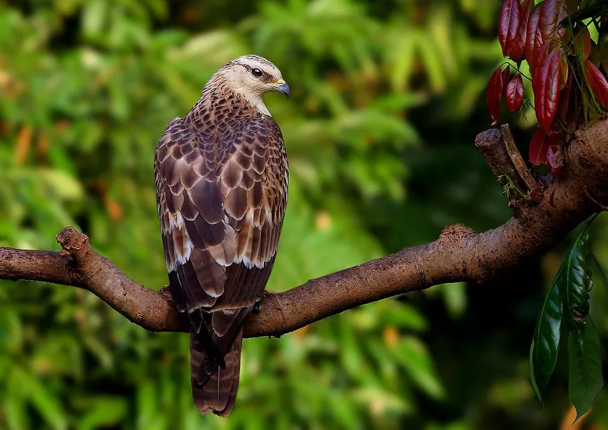 Crested honey buzzard