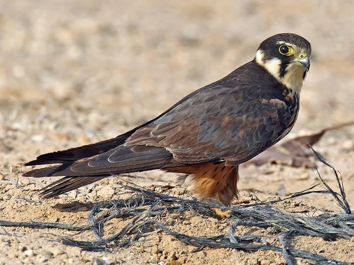 Eurasian Hobby Size