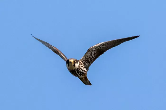 Eurasian Hobby Speed