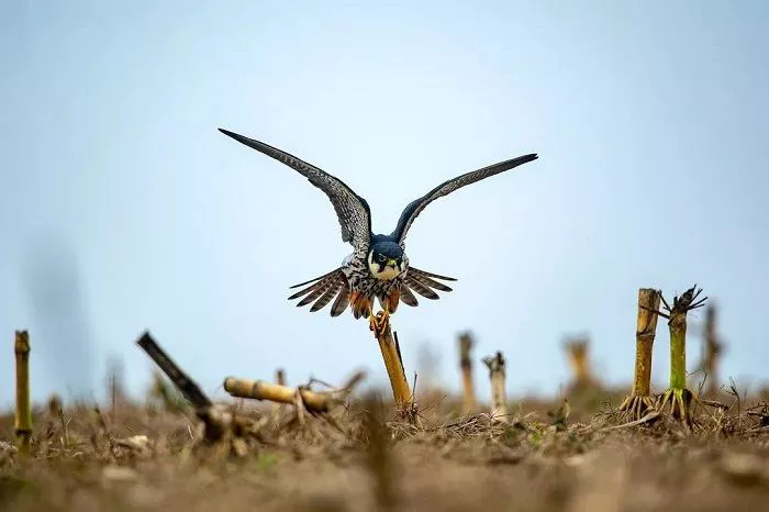 Eurasian hobby