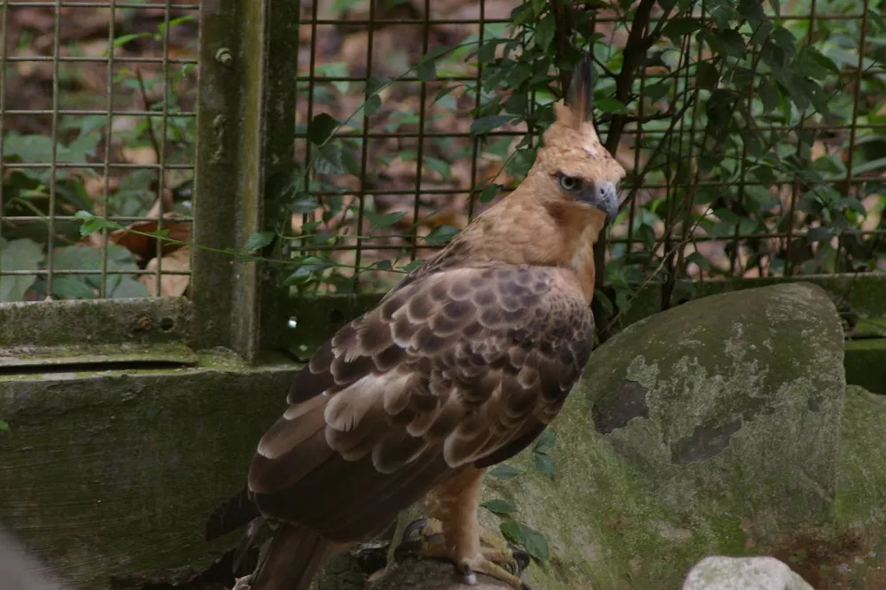 Javan Hawk-Eagle in captivity
