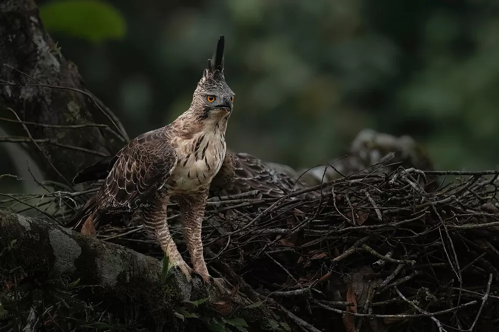 Javan Hawk-Eagle in the wild