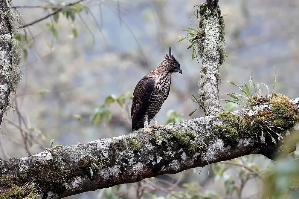 Javan Hawk-Eagle perched on a tree branch