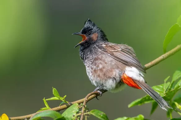 Red-vented Bulbul perched on a tree branch, showing its red vent