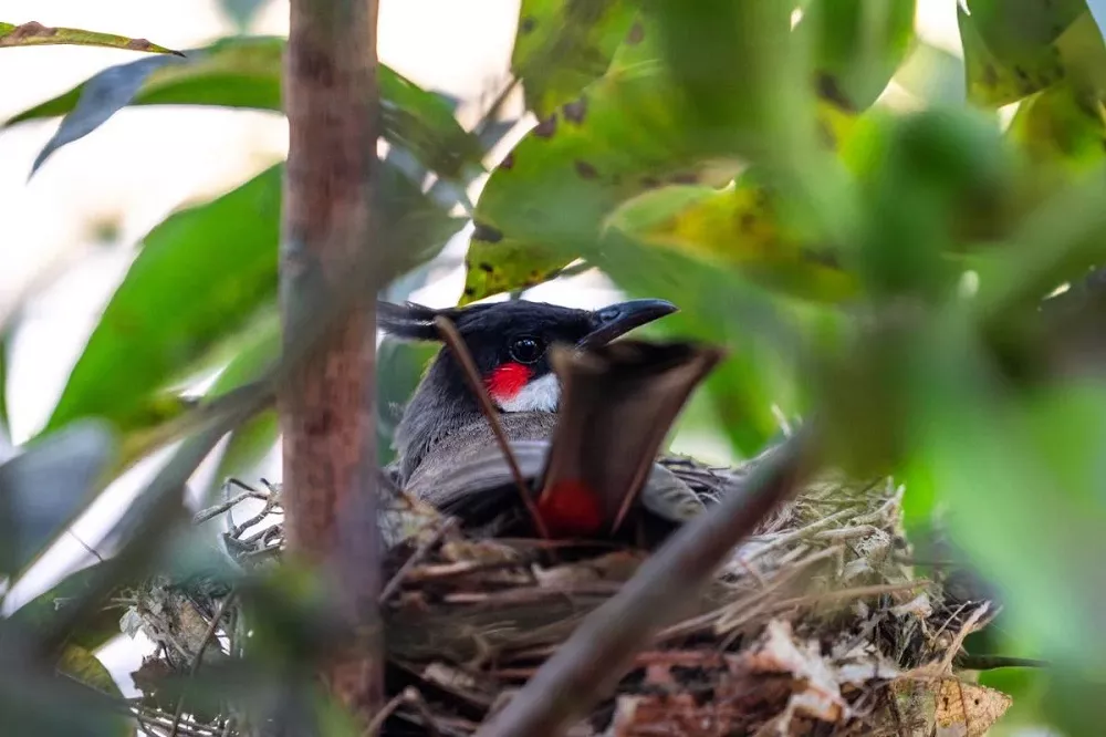 Red-whiskered Bulbul Hatching