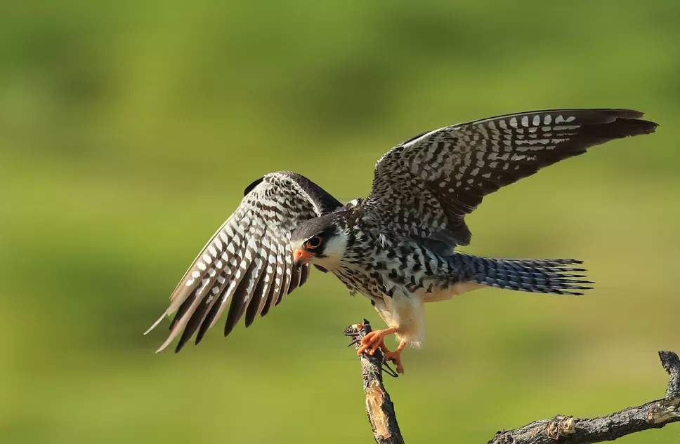 what is Amur falcon