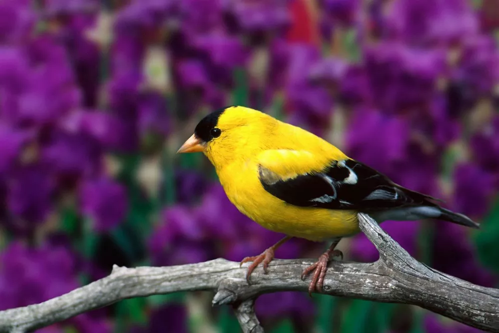what does an american goldfinch look like