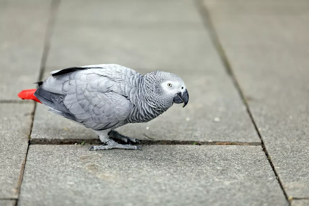 what can african greys not eat