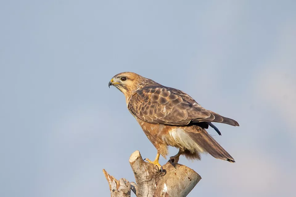 are buzzards protected