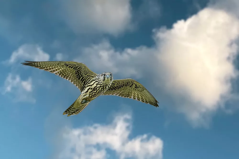 How long does a falcon live