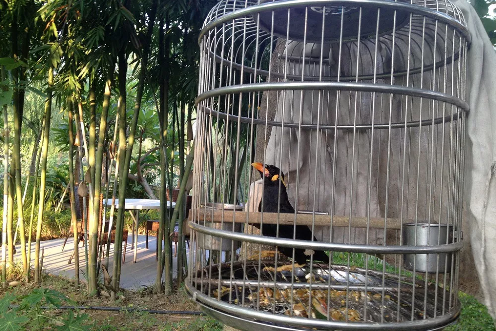 Do Bird Cages Need To Be Covered At Night Flybirdworld our-name-says-it-all-you-design-a-custom-cage-and-we-make-it-at-an