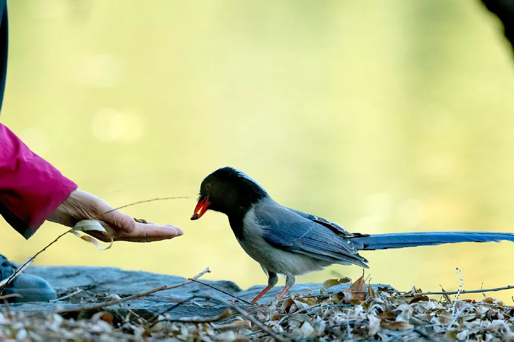 Can Birds Eat Raisins And Sultanas Flybirdworld