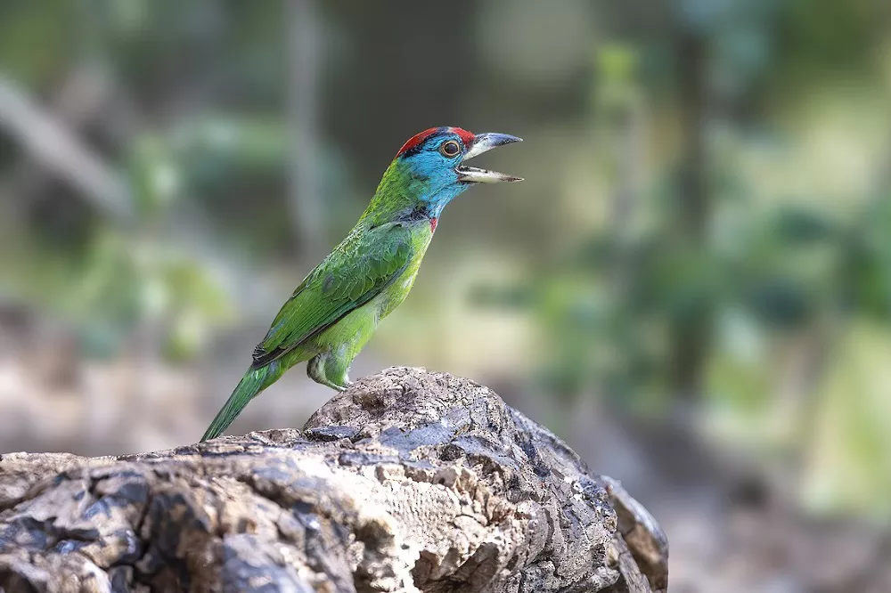 Blue-Throated Barbet Call