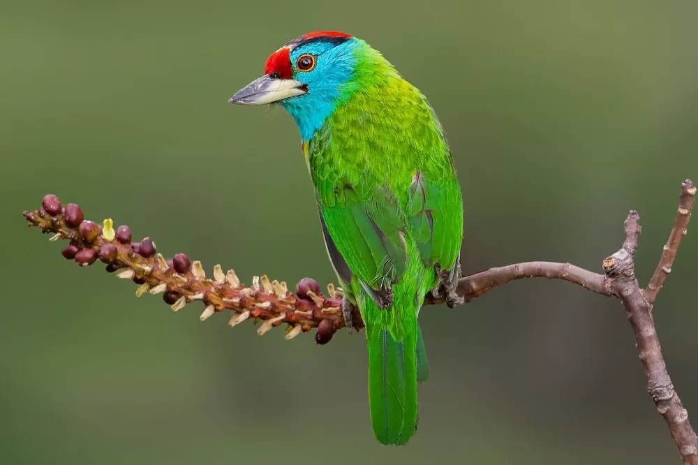 Blue-Throated Barbet on the Branch