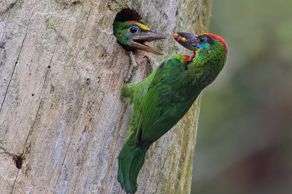 Blue-Throated Barbets feed baby birds