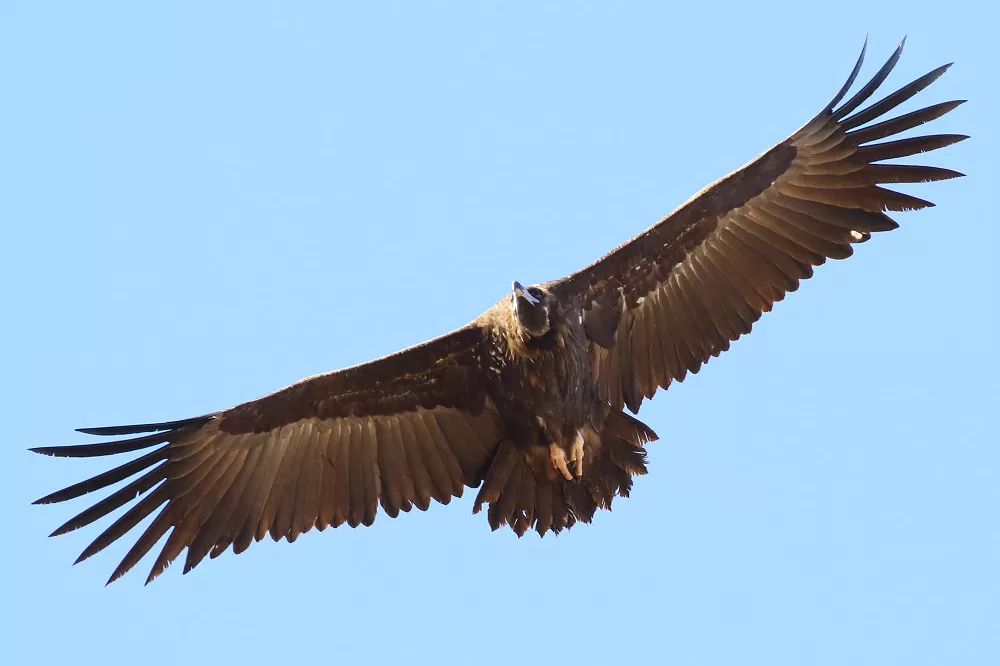Eurasian Black Vulture Wingspan