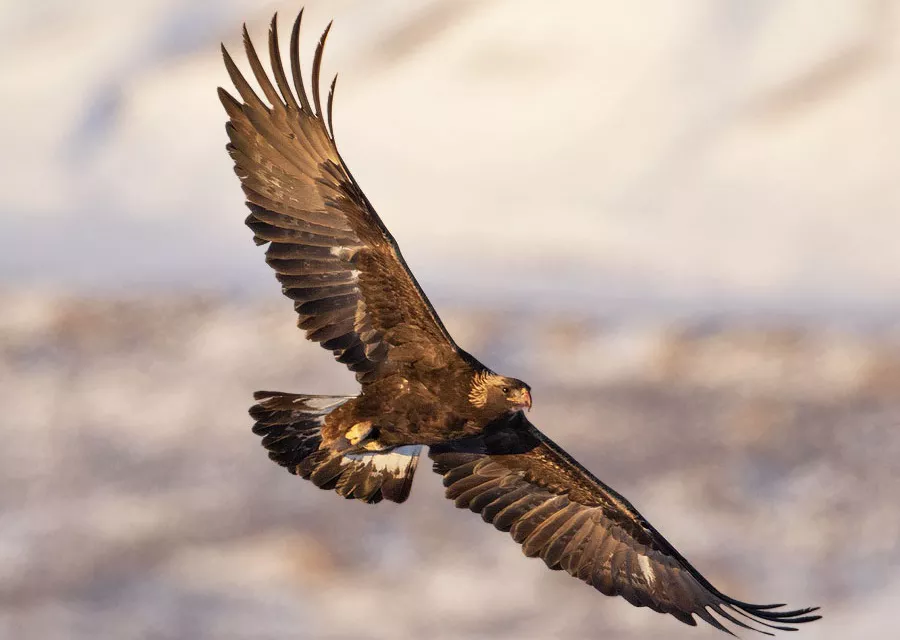Golden Eagle Wingspan