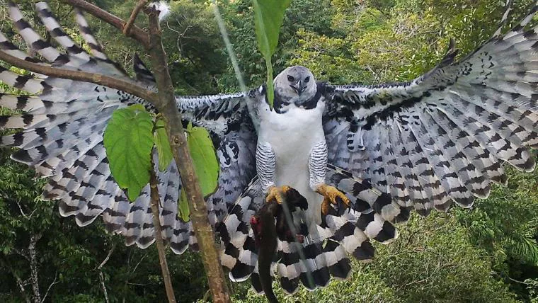 Harpy Eagle Wingspan
