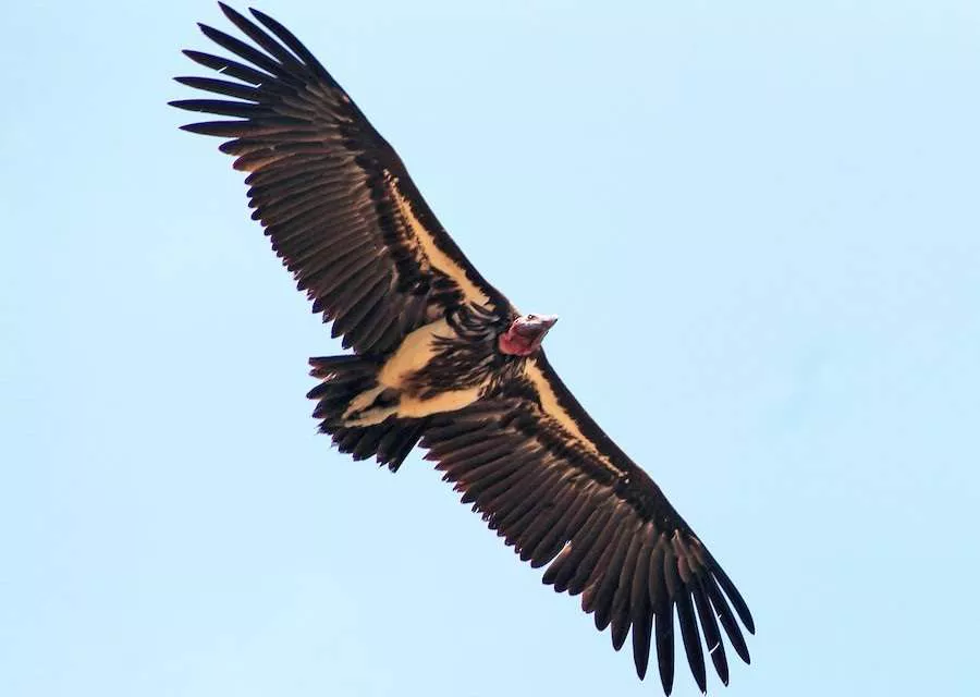 Lappet-Faced Vulture Wingspan