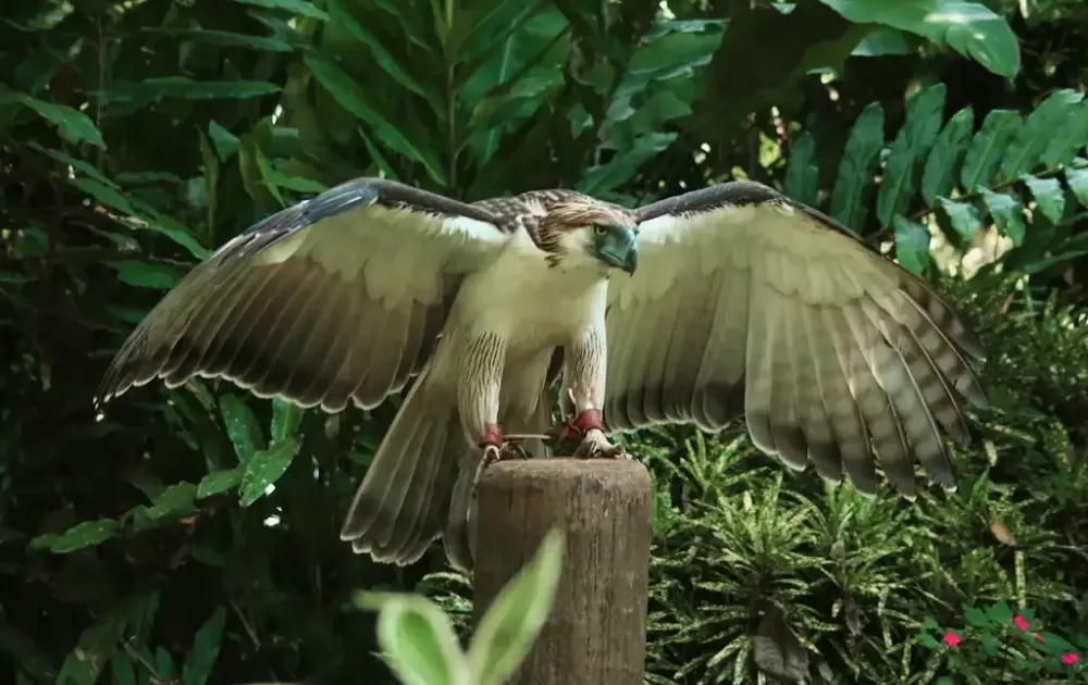 Philippine Eagle Wingspan
