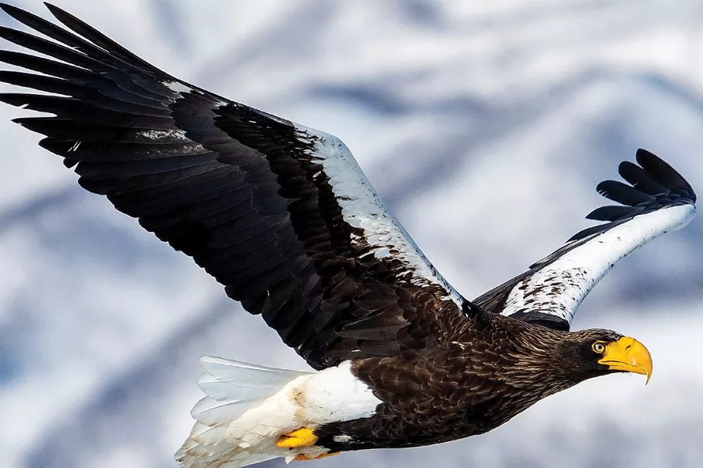 Steller’s sea eagle Wingspan