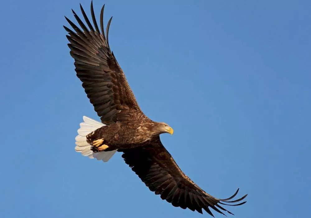 White-Tailed Eagle Wingspan