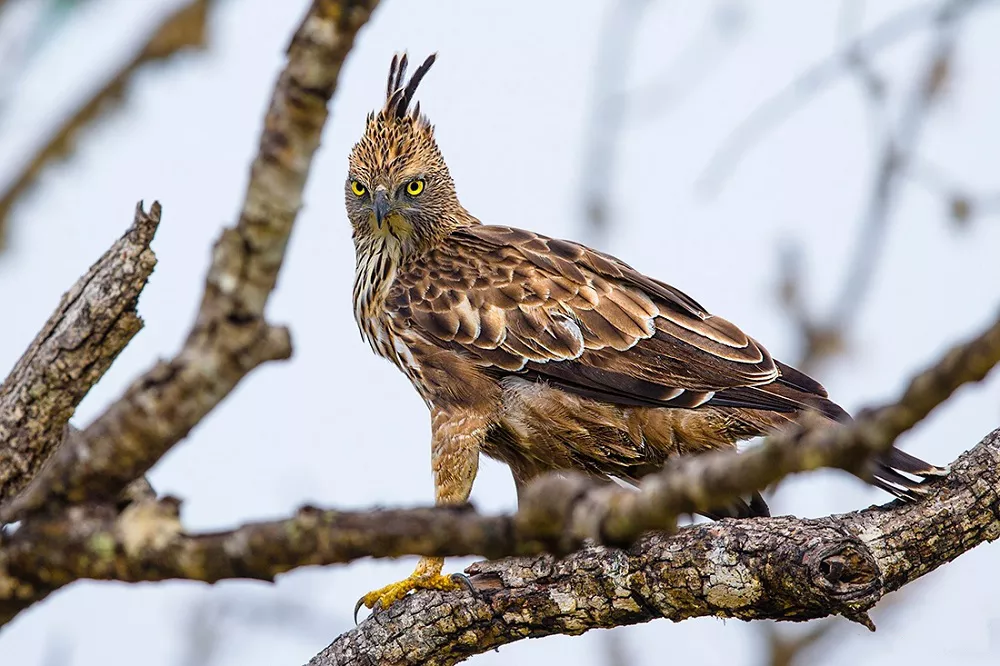 changeable hawk-eagle diet