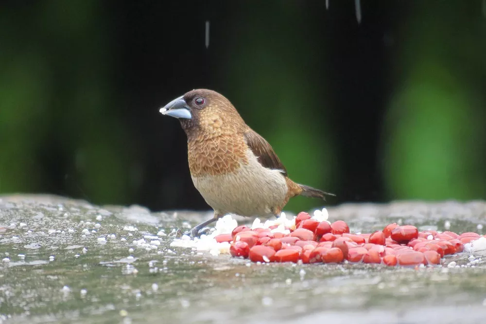 Scaly-breasted Munia
