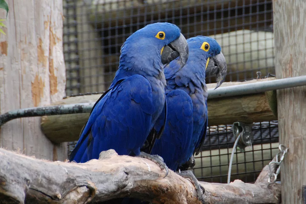 Hyacinth Macaw