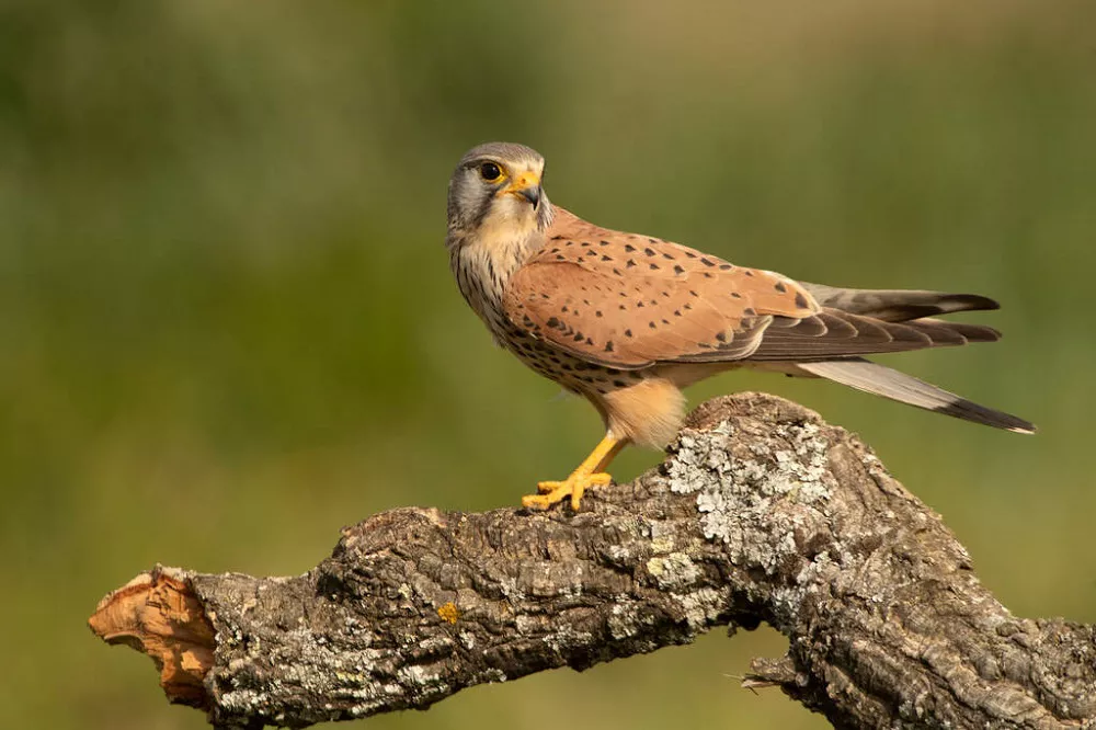 do falcons mate for life