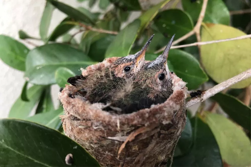 Hummingbird Nest