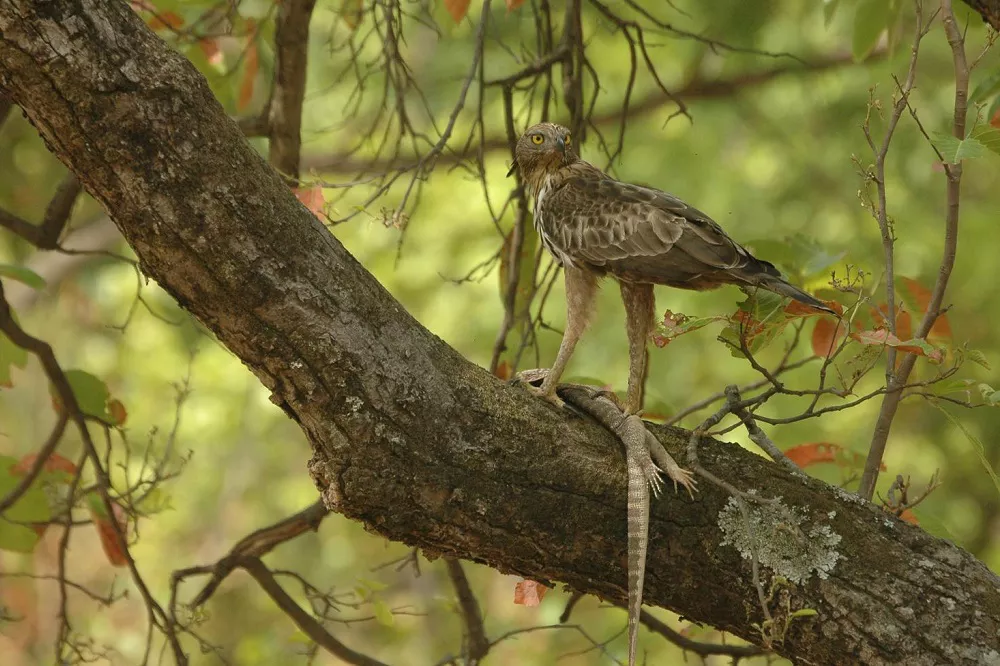 Changeable Hawk-Eagle on a Branch