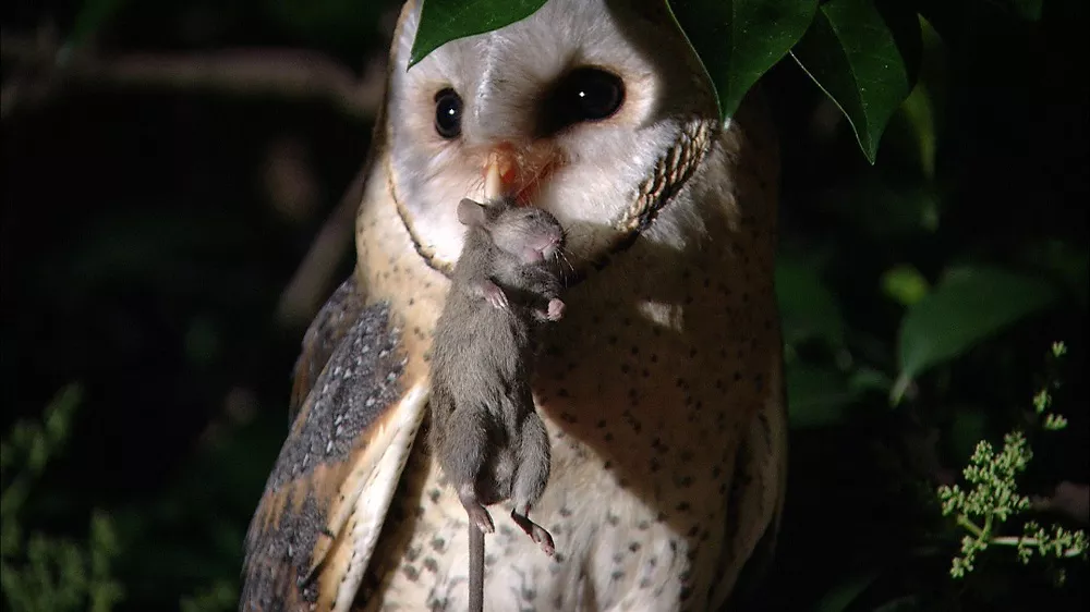 Do Barn Owls Eat Mice