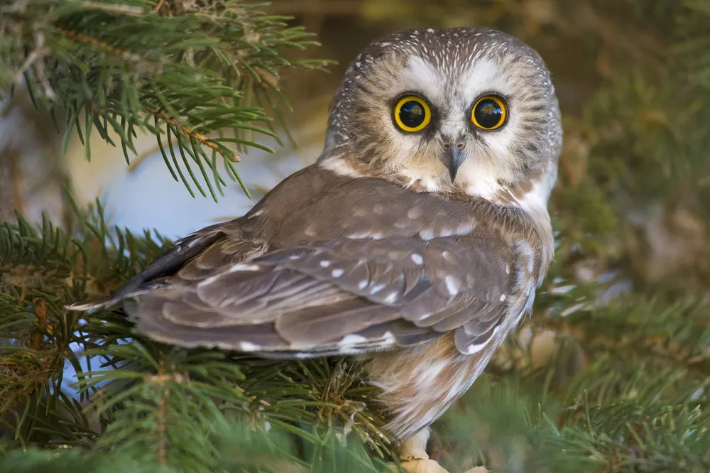 How Do Owls Sleep