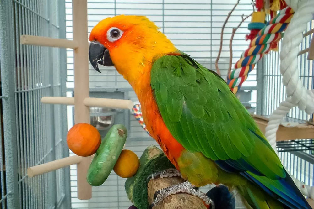 Jenday Conure in a Cage