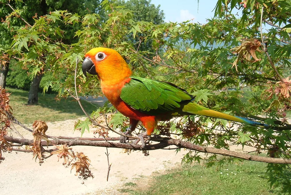 Jenday Conure