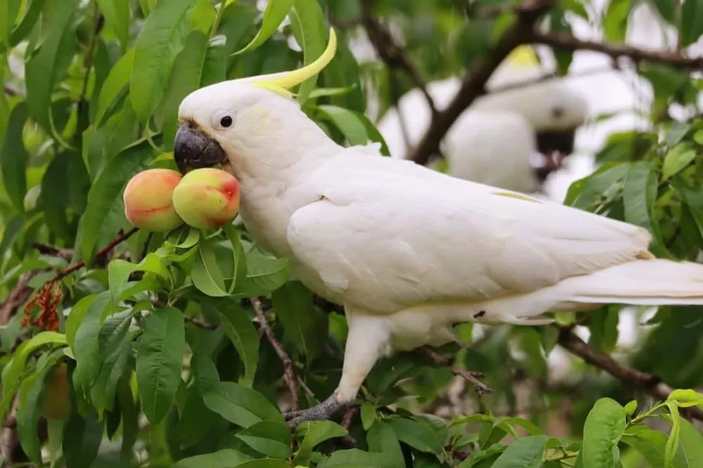 Sulphur-Crested Cockatoo Eating Fruit