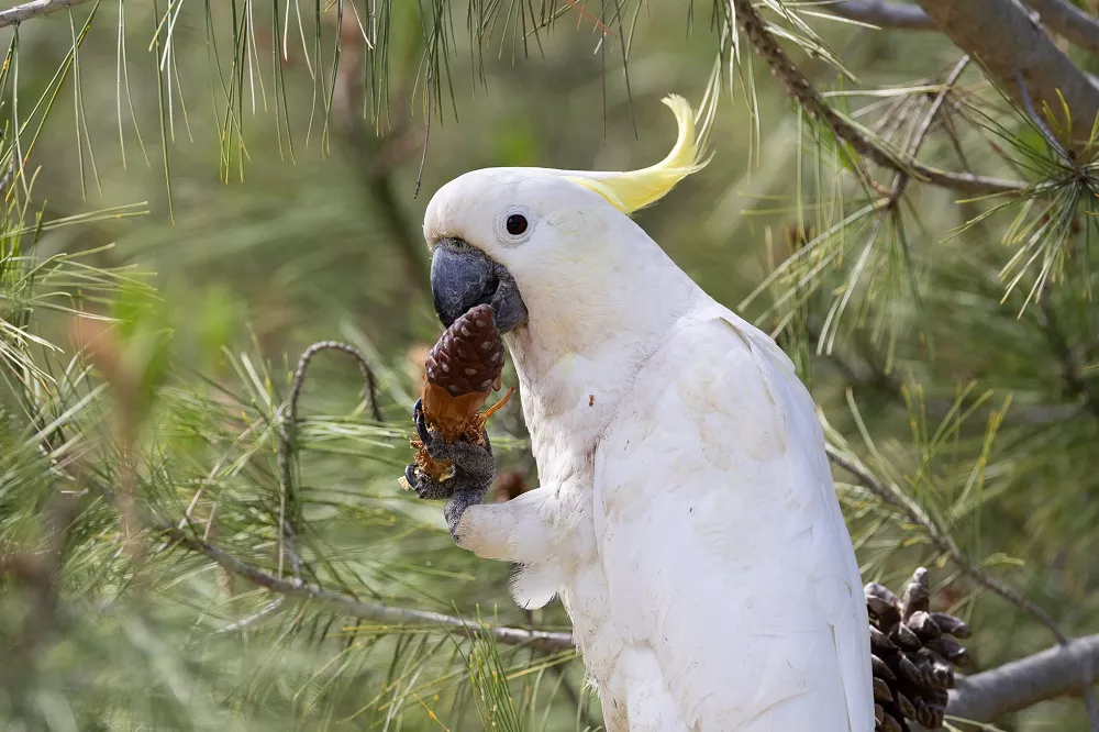 Sulphur-Crested Cockatoo Eating Seeds