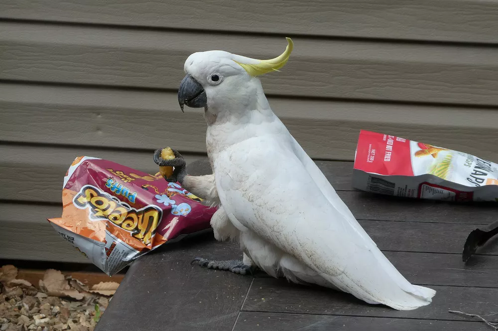 What Do Pet Sulphur-Crested Cockatoos Eat