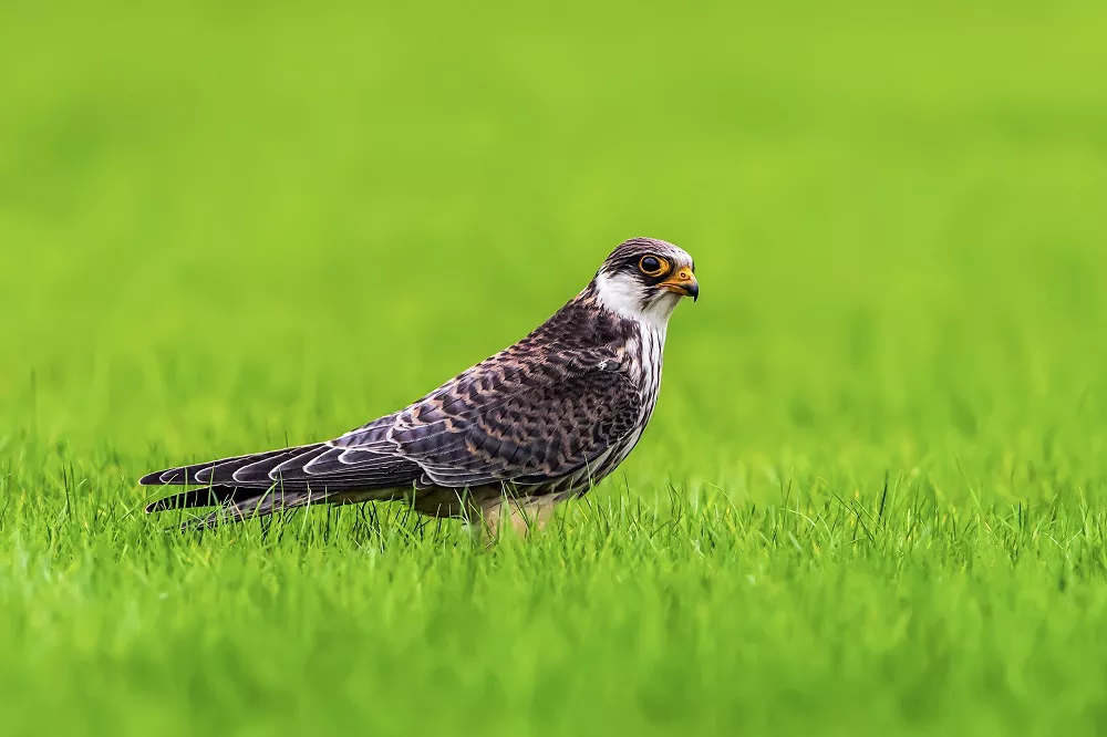 Amur Falcon on the grass