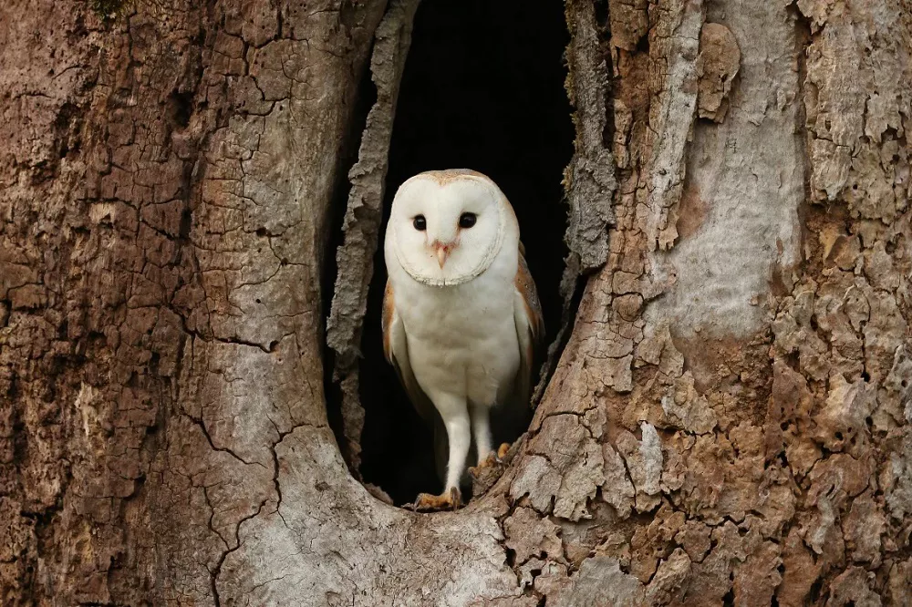 Barn Owls at the entrance of the tree hole