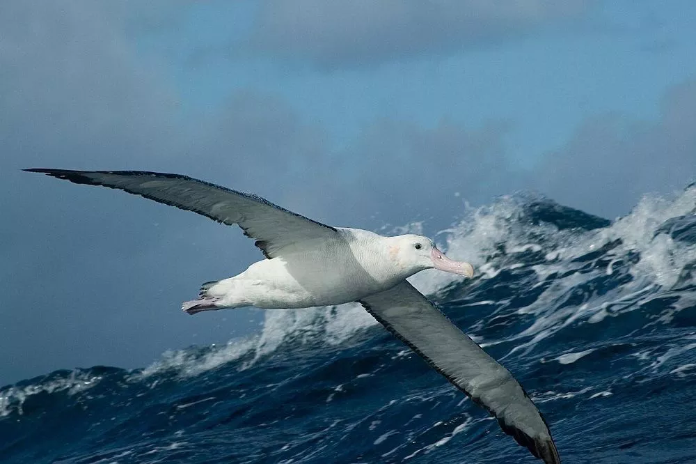Bird with the Largest Wingspan