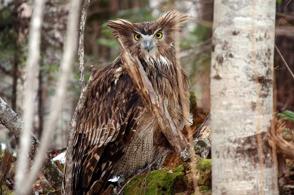 Blakiston's fish owl