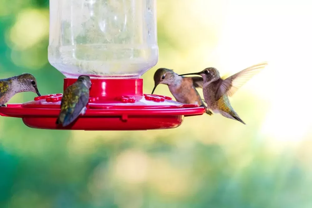 Hummingbirds eating from the feeder