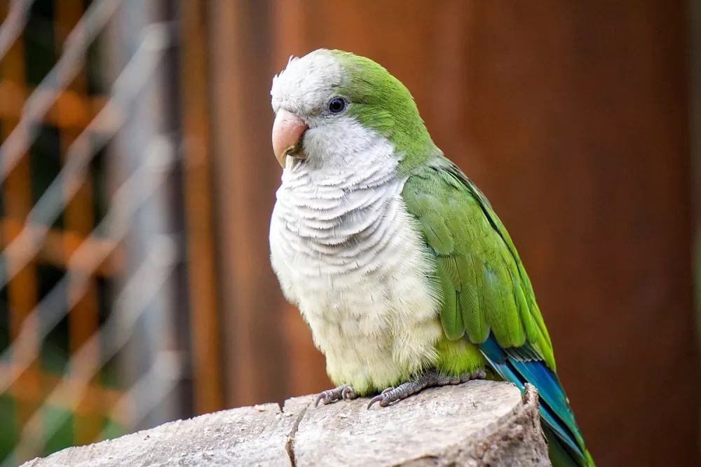 Quaker Parrot Lifespan