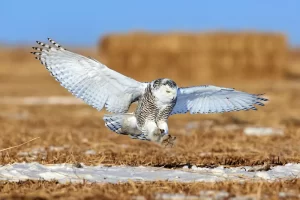 Snowy Owl Hunting