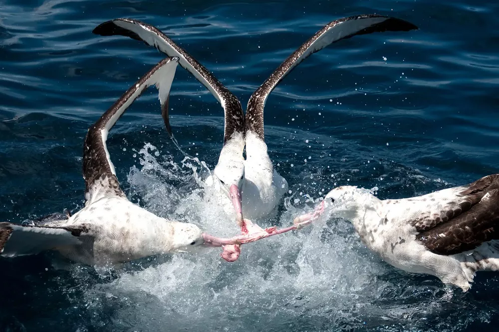 Three Wandering Albatross fighting over food