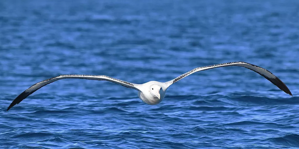 Wandering Albatross spreads his wings and glides over the sea